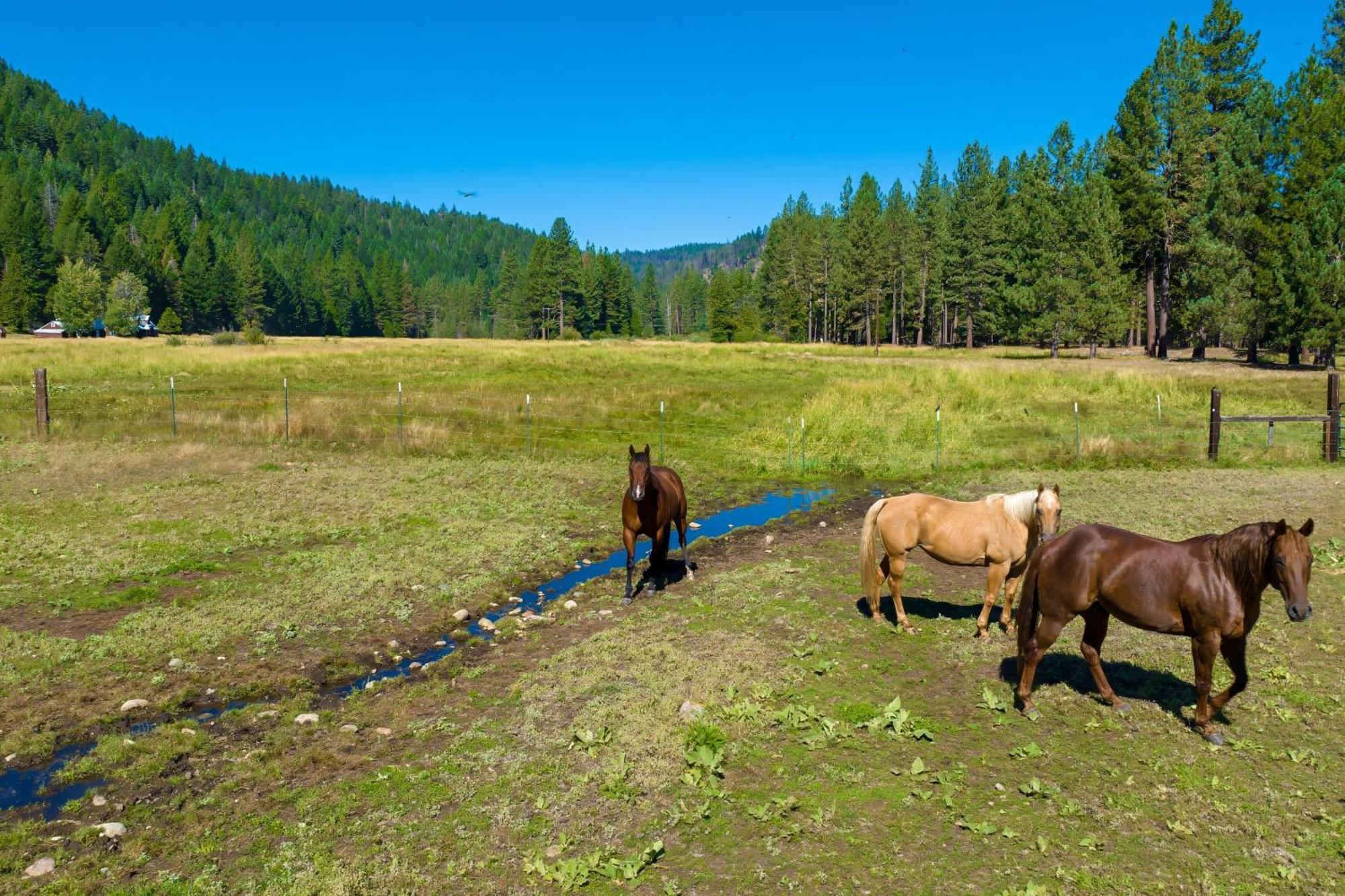 Feather House | The Lost Sierra Ranch Graeagle Eksteriør billede